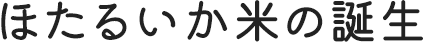 ほたるいか米の誕生