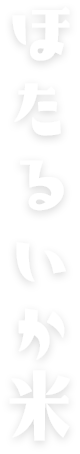 ほたるいか米